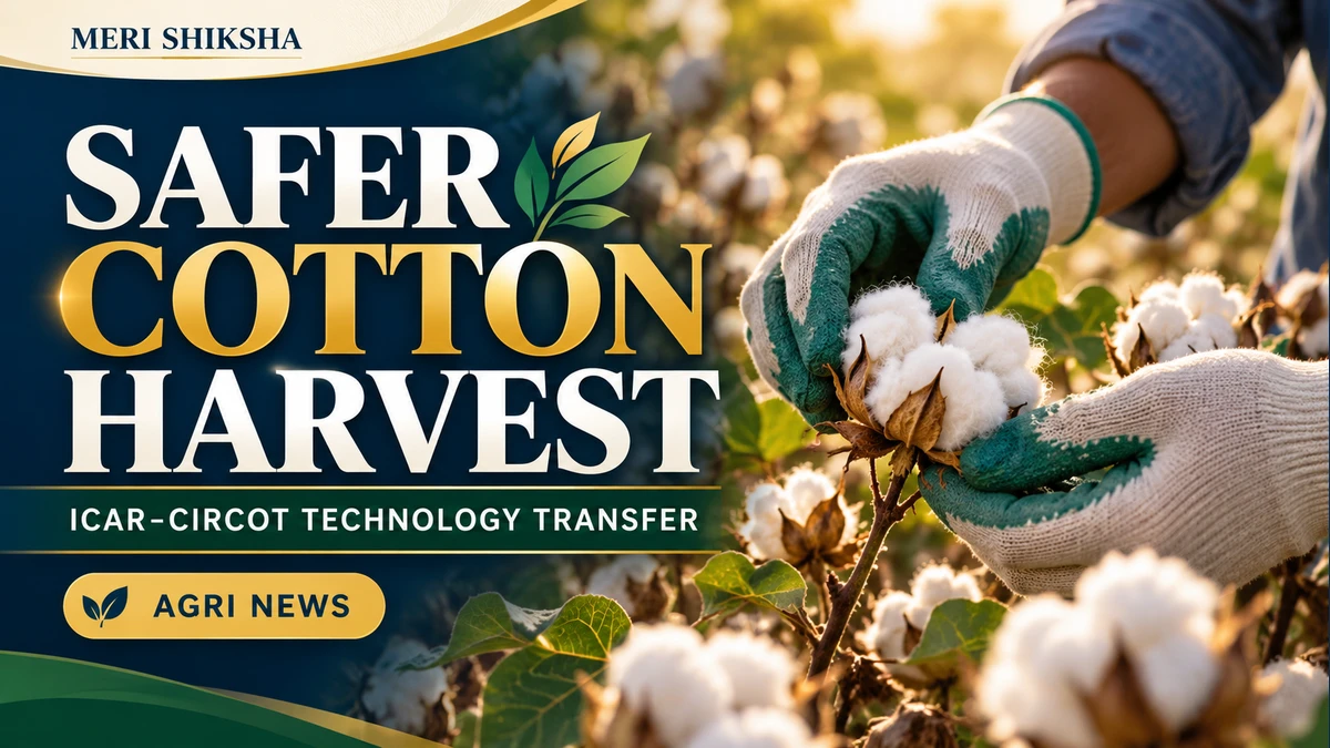 Representative editorial illustration of gloved hands picking cotton bolls in a field